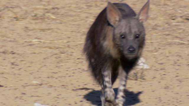 A close front view of a skittish brown hyena approaching a waterhole in the Kalahari.