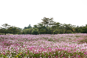 信州　高原のコスモス