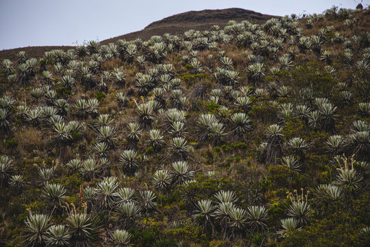Frailejones
