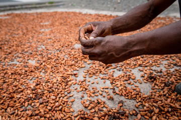 Cultivo de Cacao den Tibú Santander_Colombia