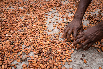 Cultivo de Cacao den Tibú Santander_Colombia