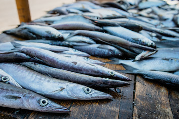 Peces del Pacificó, venta de pescado en Tumaco_Nariño_Colombia