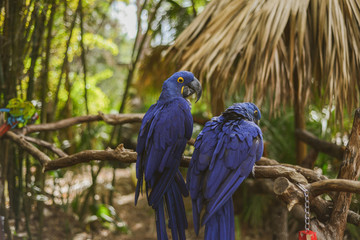 blue and gold macaw