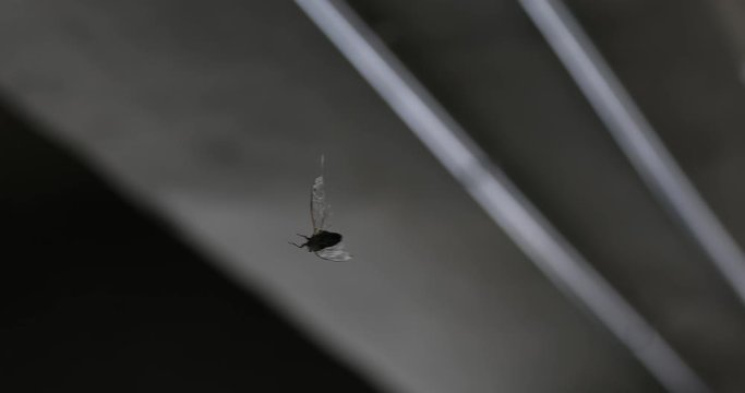 A cicada getting caught in a spider web and slowly dying