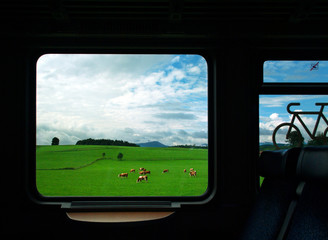 Cows on a Dutch Meadow seen through a train window