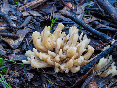 Cladia Images – Browse 14 Stock Photos, Vectors, and Video | Adobe Stock