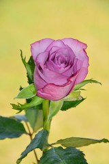 flor rosa violeta natural hermosa