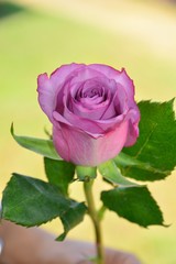 flor rosa violeta natural hermosa