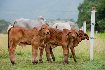 Ganader&iacute;a Braman de las tierras Calidas de Colombia, Ganader&iacute;a doble Proporsito 