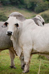 Ganadería Braman de las tierras Calidas de Colombia, Ganadería doble Proporsito 