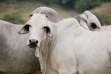 Ganader&iacute;a Braman de las tierras Calidas de Colombia, Ganader&iacute;a doble Proporsito 