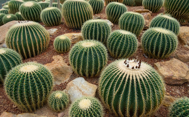 Gardens botany beautiful succulent cactus plant. Tropical nature and spiny yellow gold sharp spikes...