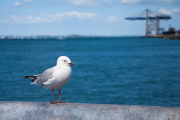 red billed gull on the pier
