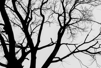 silhouette of a dry tree