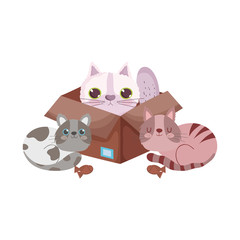 pet shop, cat in cardboard box and kittens with cookie fishes animal domestic cartoon