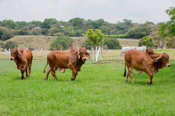 Fototapeta premium Ganadería Braman de las tierras Calidas de Colombia, Ganadería doble Proporsito 