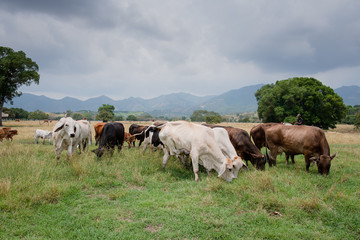 Ganadería Braman de las tierras Calidas de Colombia, Ganadería doble Proporsito 