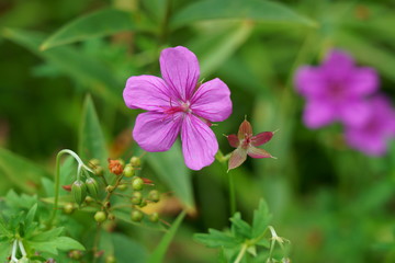 夏の高原に咲くアサマフウロの花
