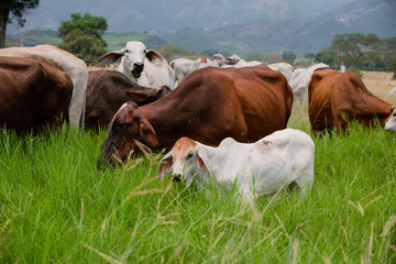 Ganadería Braman de las tierras Calidas de Colombia, Ganadería doble Proporsito 