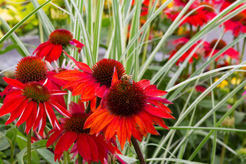 Honey bee pollinators on red echinacea flowers in sustainable landscape