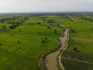 Obraz premium The river flows through the rice fields. landscape with green fields