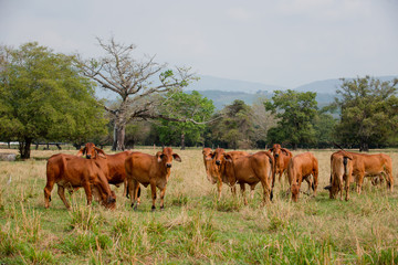 Ganadería Braman de las tierras Calidas de Colombia, Ganadería doble Proporsito 