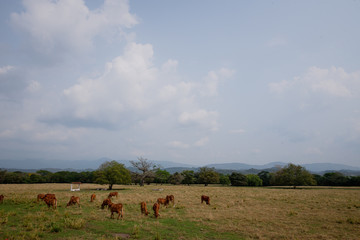 Ganadería Braman de las tierras Calidas de Colombia, Ganadería doble Proporsito 