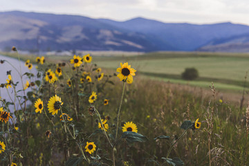 field of yellow flowers