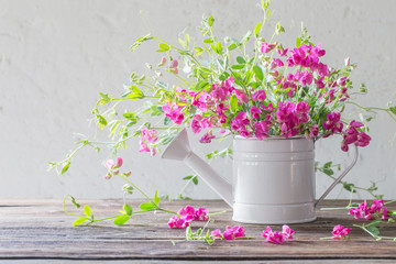 pink summer flowers in watering can on background white wall