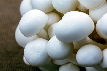 close up White beech mushrooms,  shimeji mushroom
