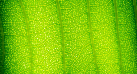 green leaves natural background wallpaper, texture of leaf, leaves with space for text 
