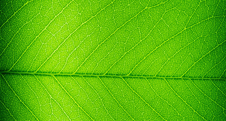 Naklejka na ściany i meble green leaves natural background wallpaper, texture of leaf, leaves with space for text 