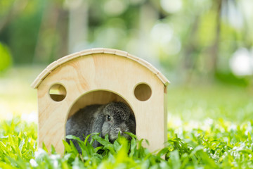 rabbit with green bokeh background, bunny pet
