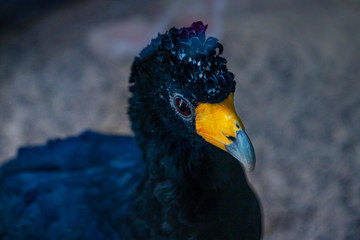 A large exotic blue bird with a yellow beak