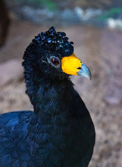 A large exotic blue bird with a yellow beak