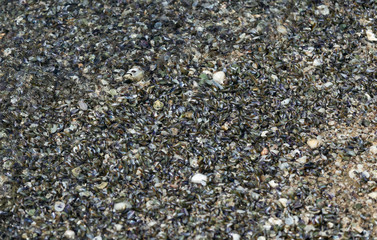 Seashells by the seashore on the sandy beach beside the wave close - up photography at Pattaya beach of Thailand.