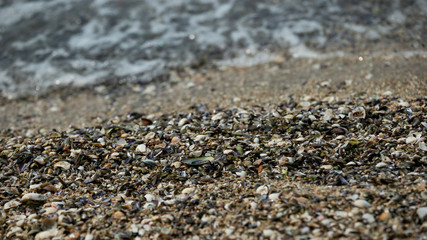 Seashells by the seashore on the sandy beach beside the wave close - up photography at Pattaya beach of Thailand.