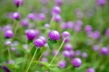 Closeup purple flowers (Gomphrena globosa)