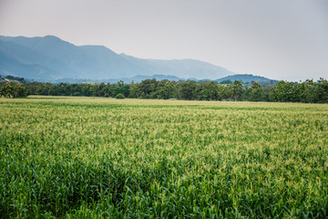 Cultivos de maíz bajo el cielo azul, cultivos de maíz en las tierras de Cundinamarca Colombia