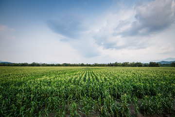 Fototapeta na wymiar Cultivos de maíz bajo el cielo azul, cultivos de maíz en las tierras de Cundinamarca Colombia
