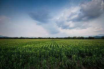 Fototapeta na wymiar Cultivos de maíz bajo el cielo azul, cultivos de maíz en las tierras de Cundinamarca Colombia