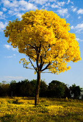 yellow flowering ipe tree