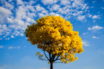 yellow ipe flowering tree
