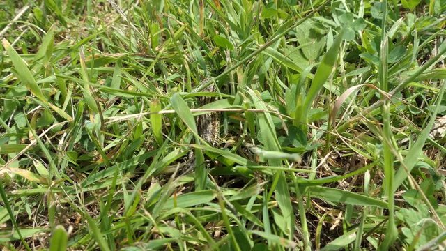 Common Lizard in the grass