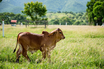 Fototapeta premium Ganadería Braman de las tierras Calidas de Colombia, Ganadería doble Proporsito 