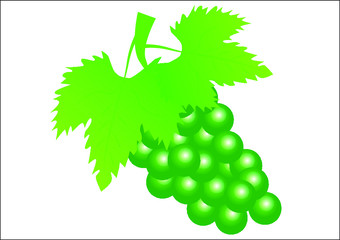 Grape fruit isolated on a white background. Vector illustration.