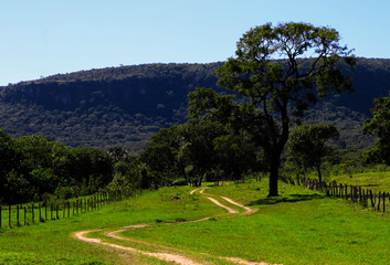 Naklejka premium landscape with trees and blue sky