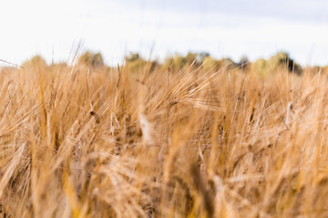 ears of wheat are swaying in the wind, a field of rye