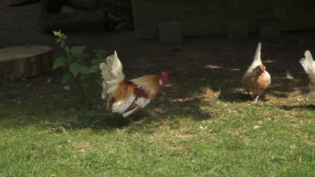 medium long shot of hens stealing a worm from a cock (4K)