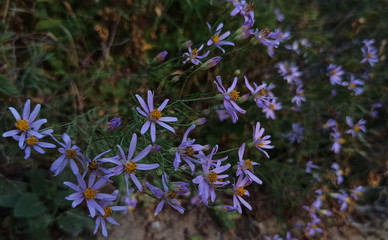 Obraz premium Beautiful blue flowers